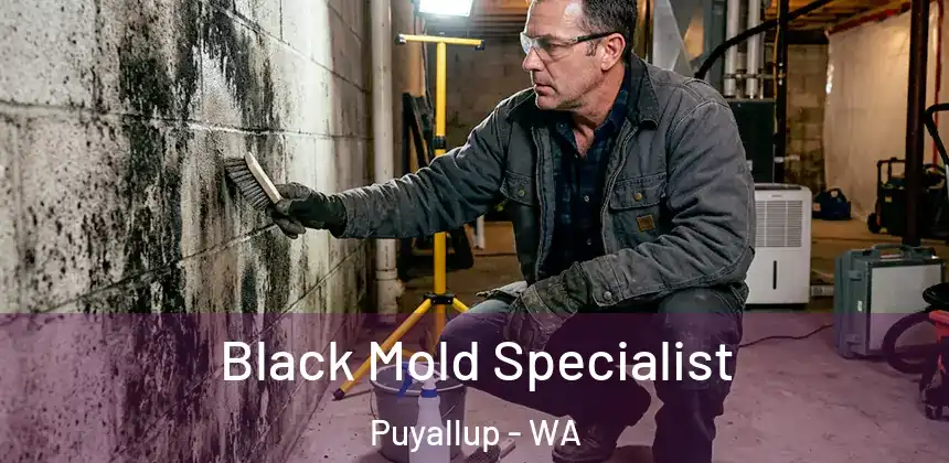 Black Mold Specialist Puyallup - WA