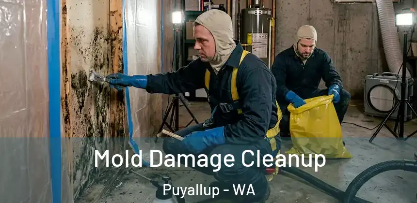  Mold Damage Cleanup Puyallup - WA